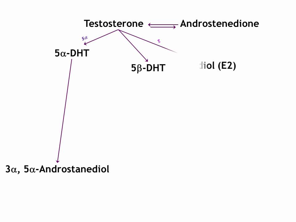 Testosterone Metabolism to DHT and 3-beta Adiol