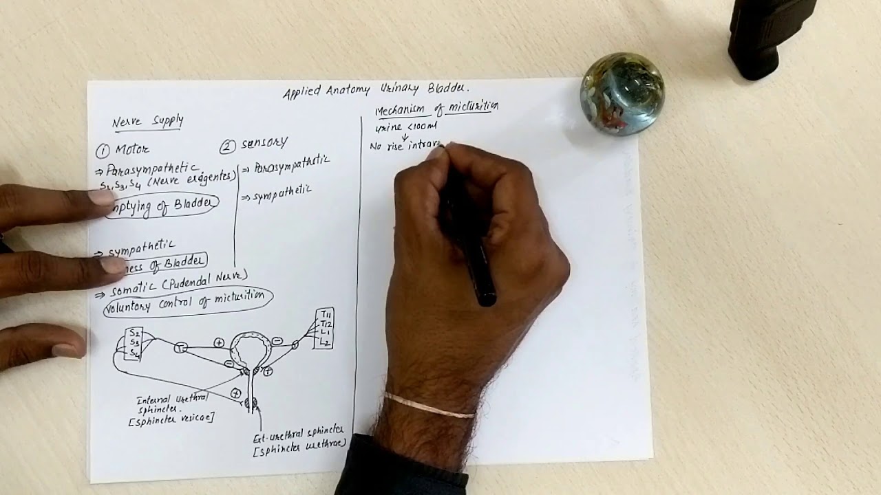 Urinary Bladder part 2 (Nerve supply and Applied Anatomy )
