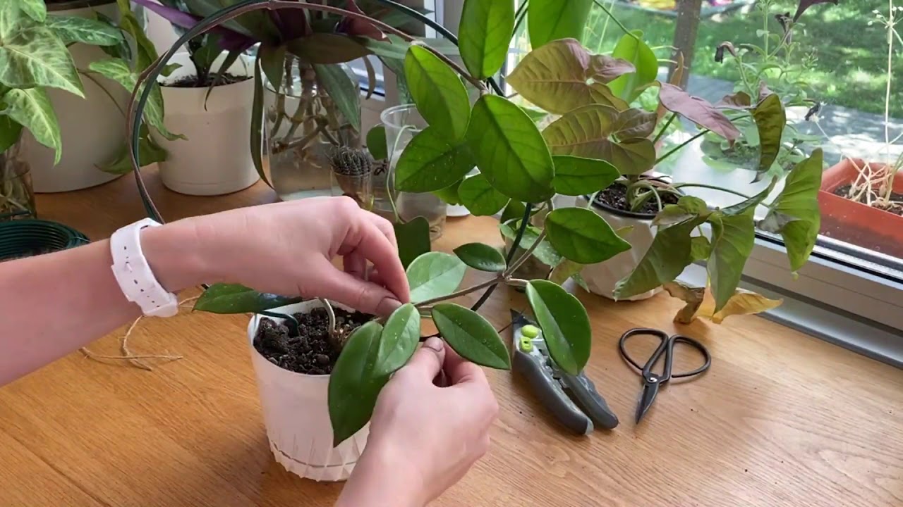 Опора для хойи своими руками.