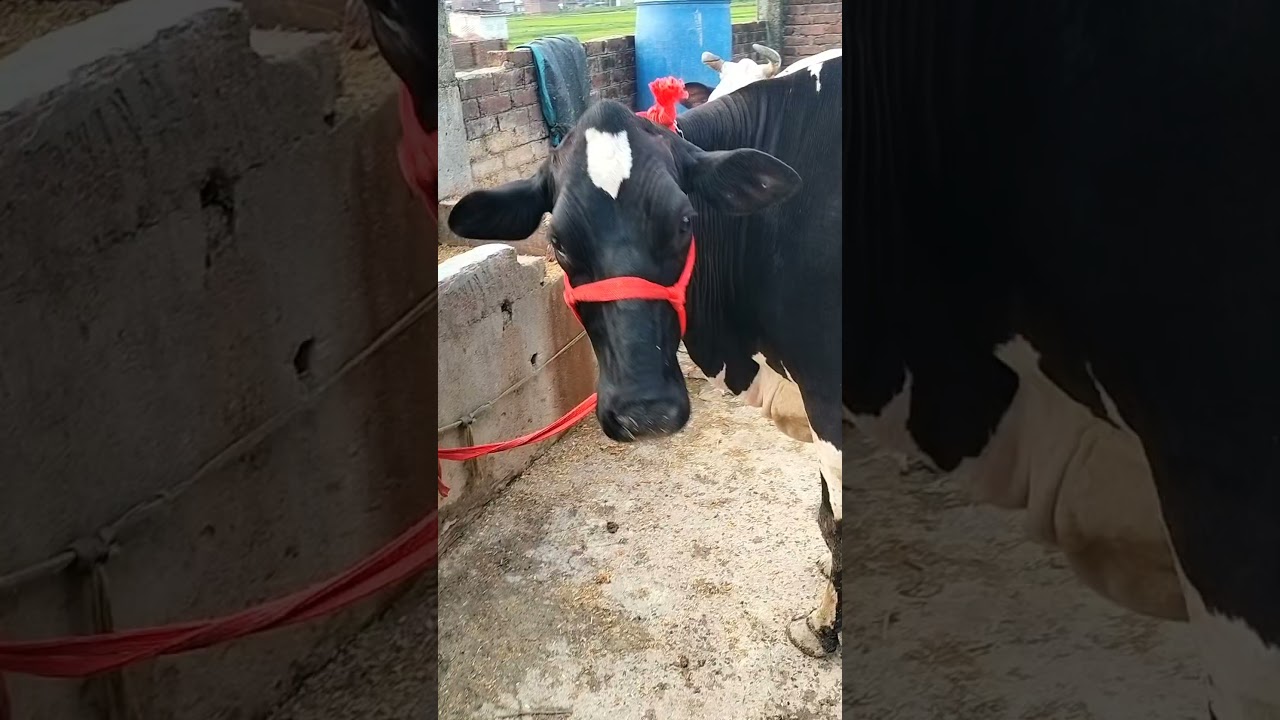 Ramautar dairy farm muradganj for sale #cow #dairyfarm mo.no.8865810993
