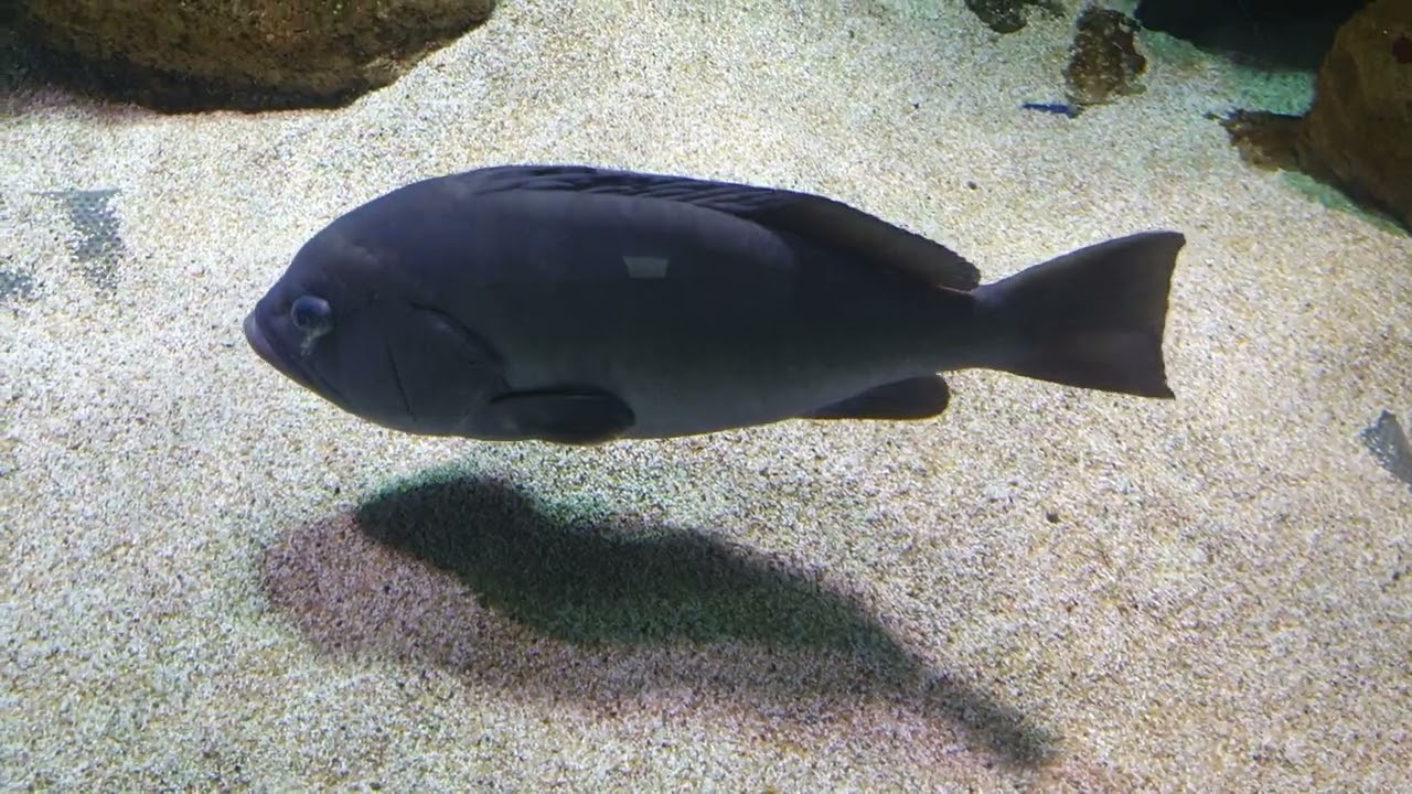 Klaipeda Dolphinarium, Lithuania! 20260102 1554051