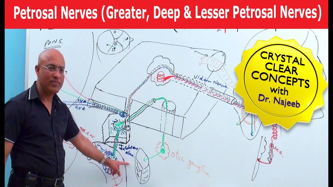 Petrosal Nerves | Greater, Deep and Lesser Petrosal Nerves