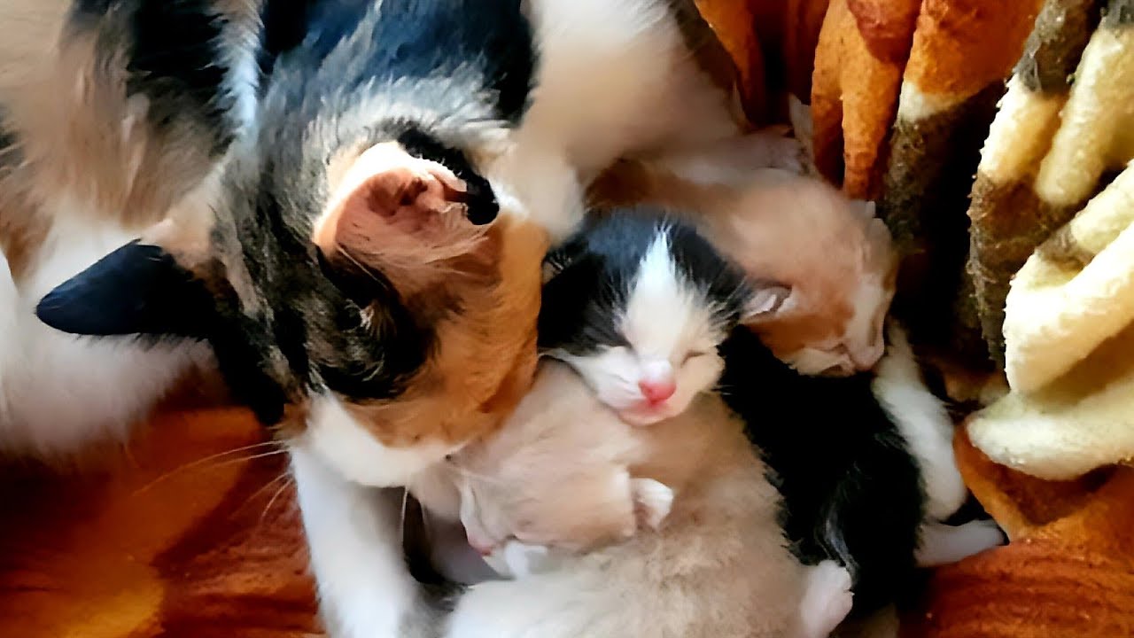 Mama Cat's Sweet Baby Kittens Melt Hearts💖 as they Snuggle Together and Meow Adorably-Cute Cat Video