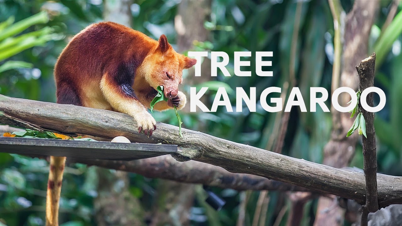 The Unseen Kangaroos: How They Rule Australia's Rainforest Treetops