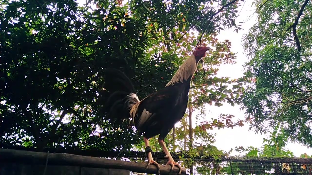 Rooster 1