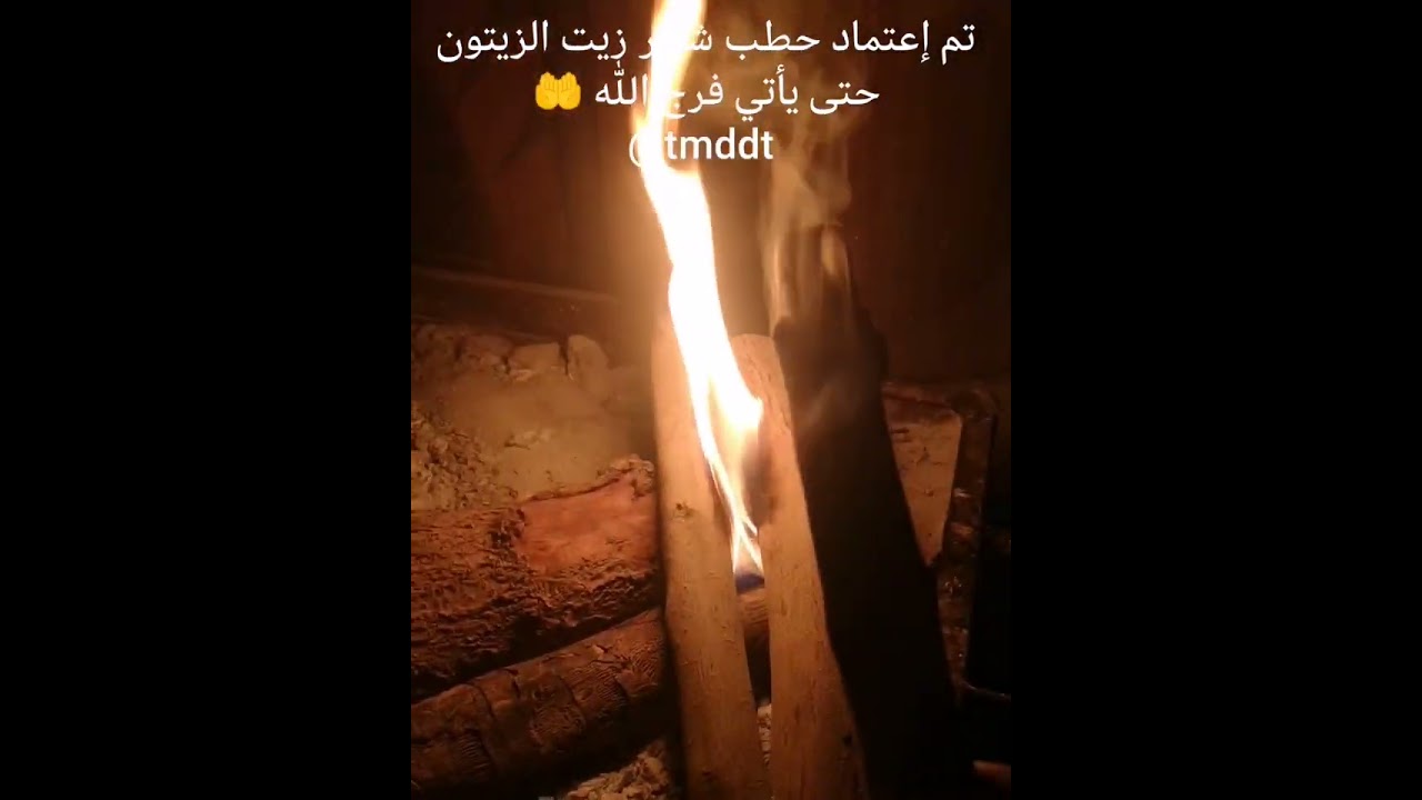 تم إعتماد حطب شجر زيت الزيتون للشبه حتى يفرجها الله
