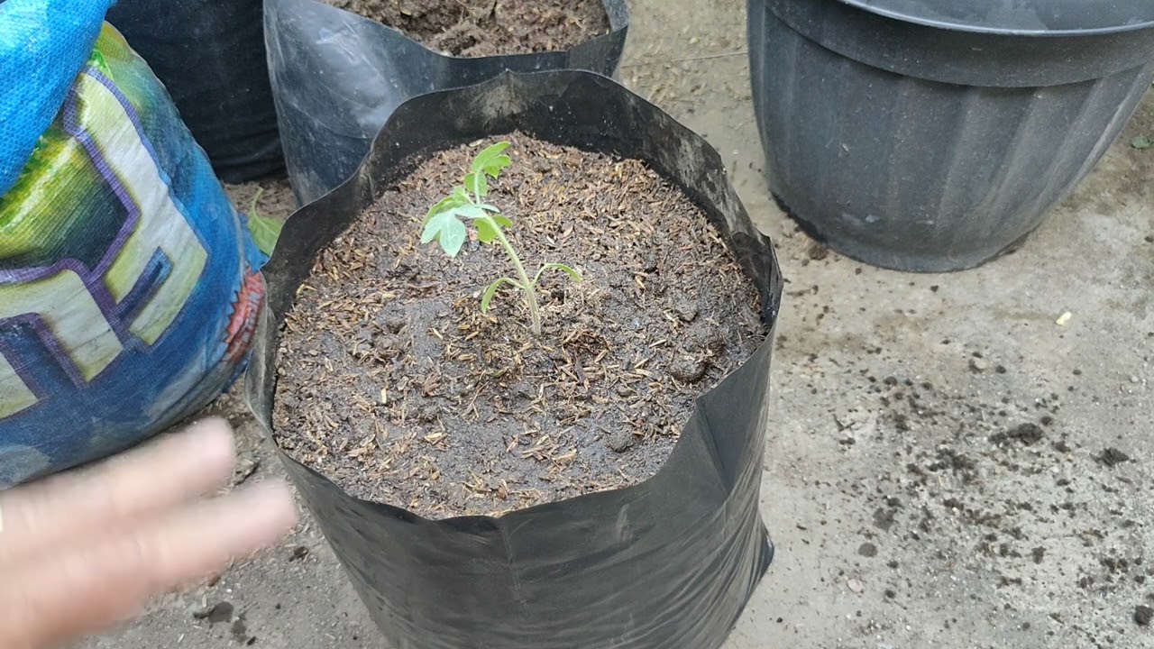 Paano Magtanim ng Kamatis sa Container - Complete Guide