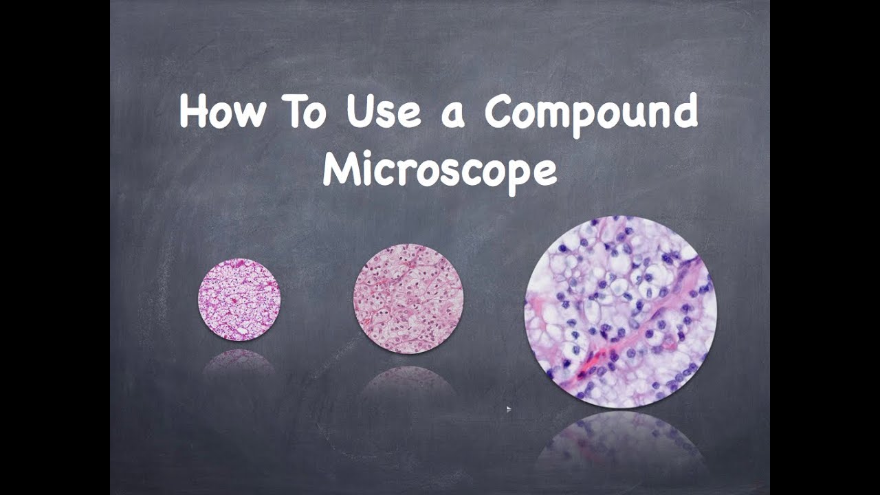 How To Use a Compound Microscope