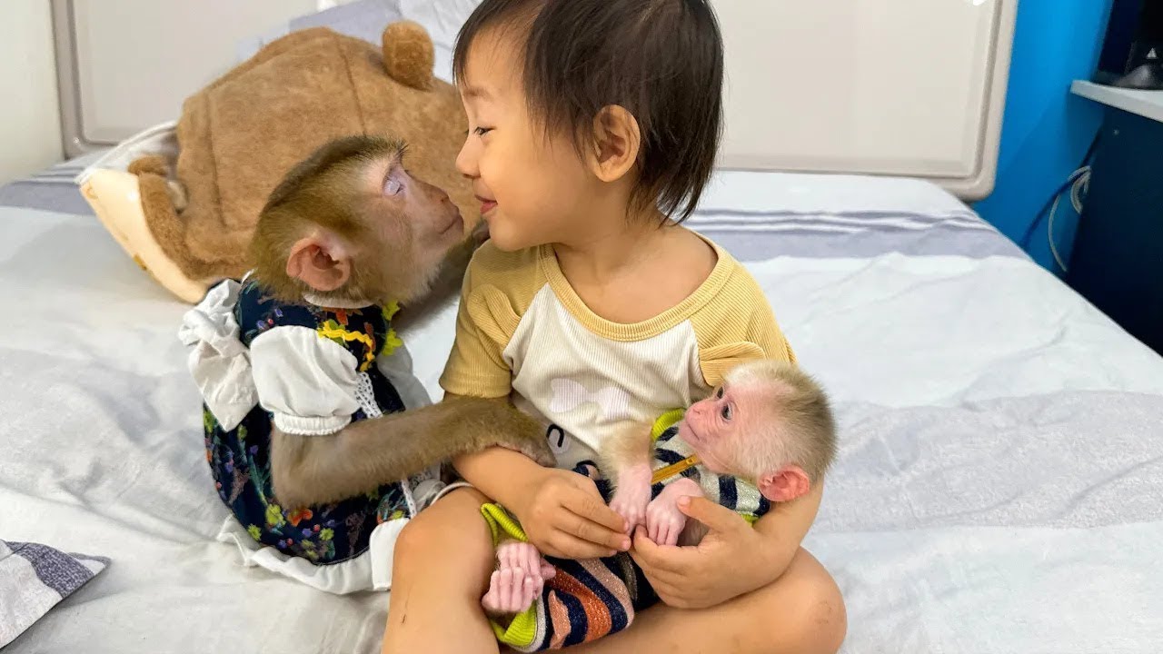 Monkey Kaka and Diem and Monkey Mit play together, so much fun