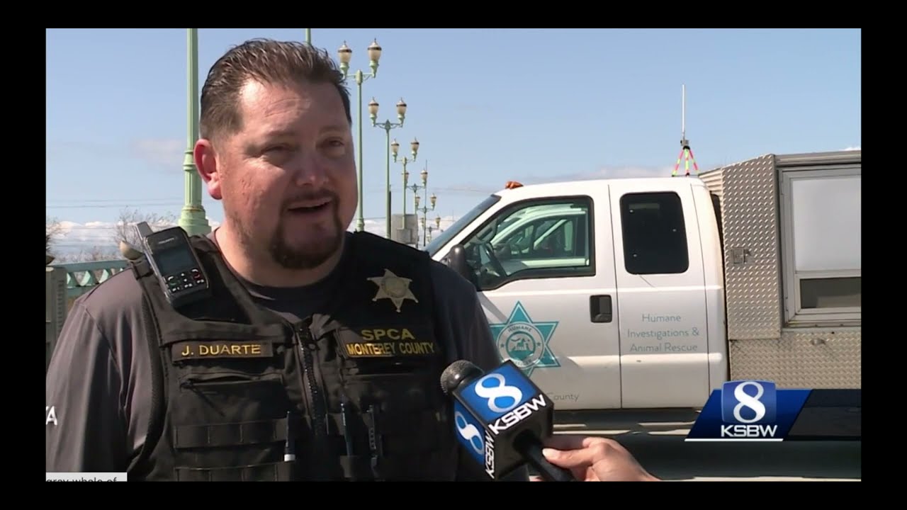 Pajaro News Clip Compilation - SPCAmc Animal Rescues/Evacuations