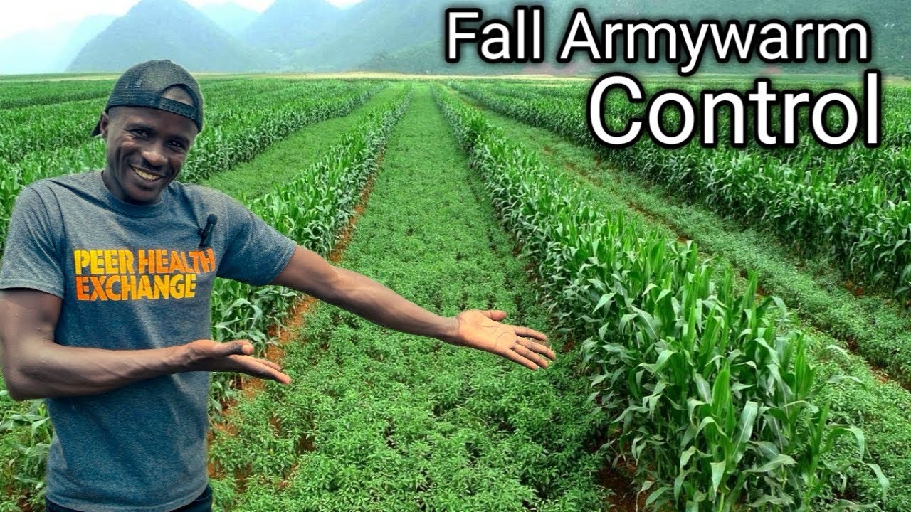 Conquer Fall Armyworm with These Powerful Control Measures!