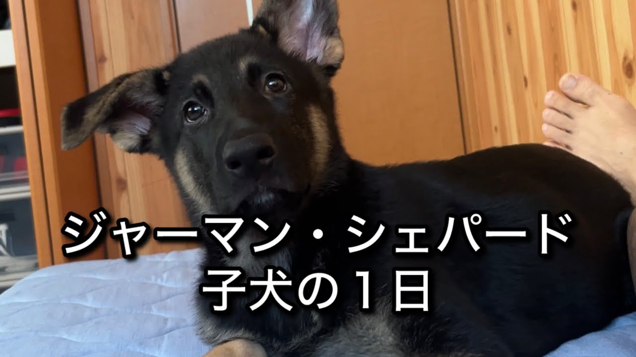 ジャーマン・シェパードの子犬の1日　ジャーマン・シェパードのレイ