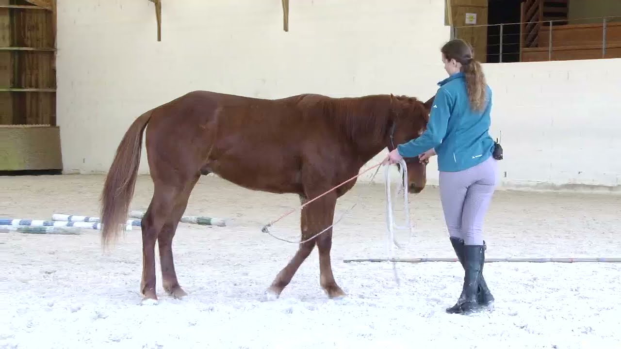 Soften and supple your horses body with this exercise