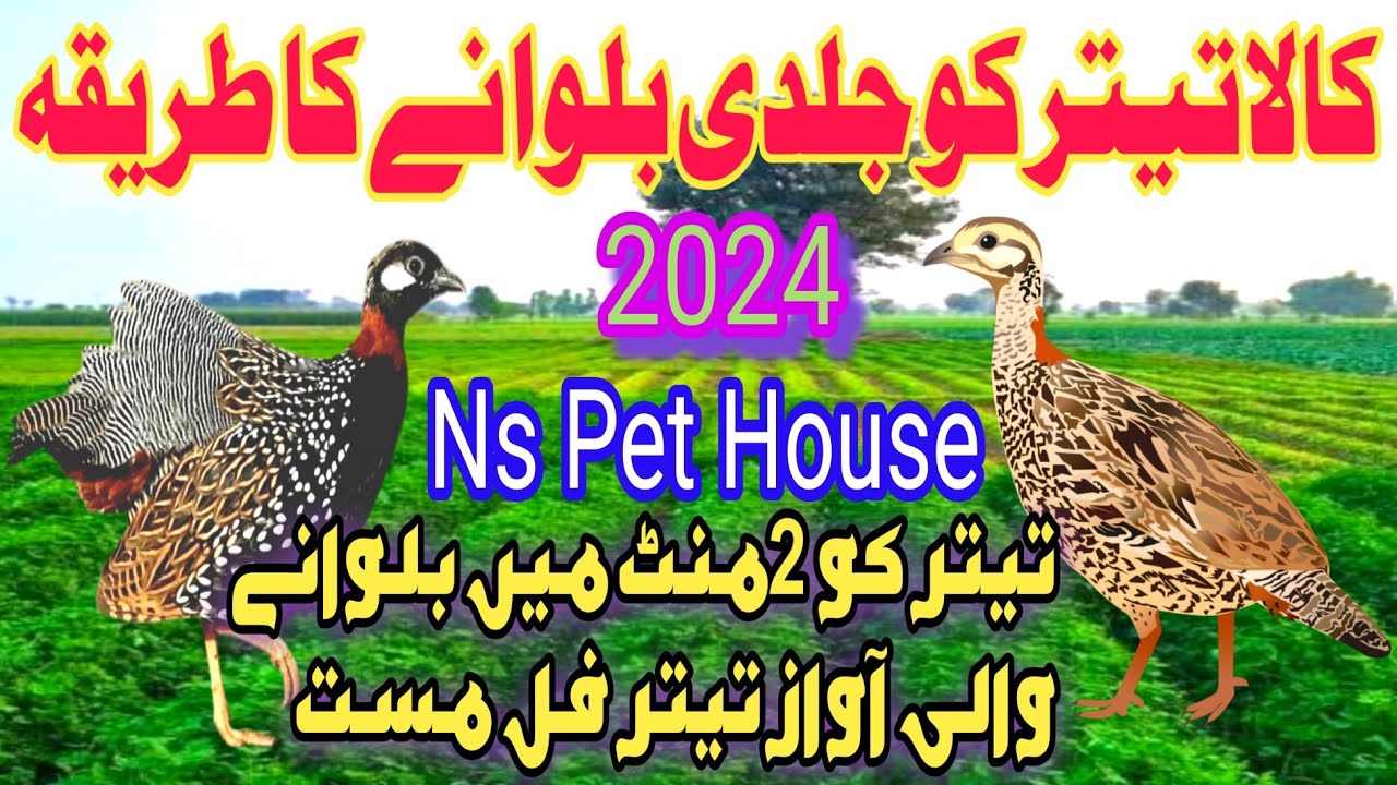 Kala titar ko jaldi mast krna|Kala titar ko jaldi bulwany ki awaz|Kali Madi ki masti wali awaz🦃