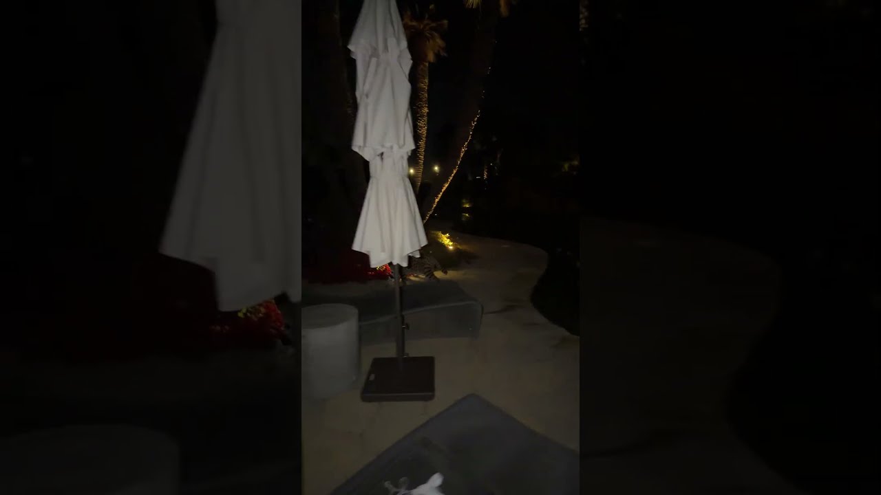 Night walk with King 