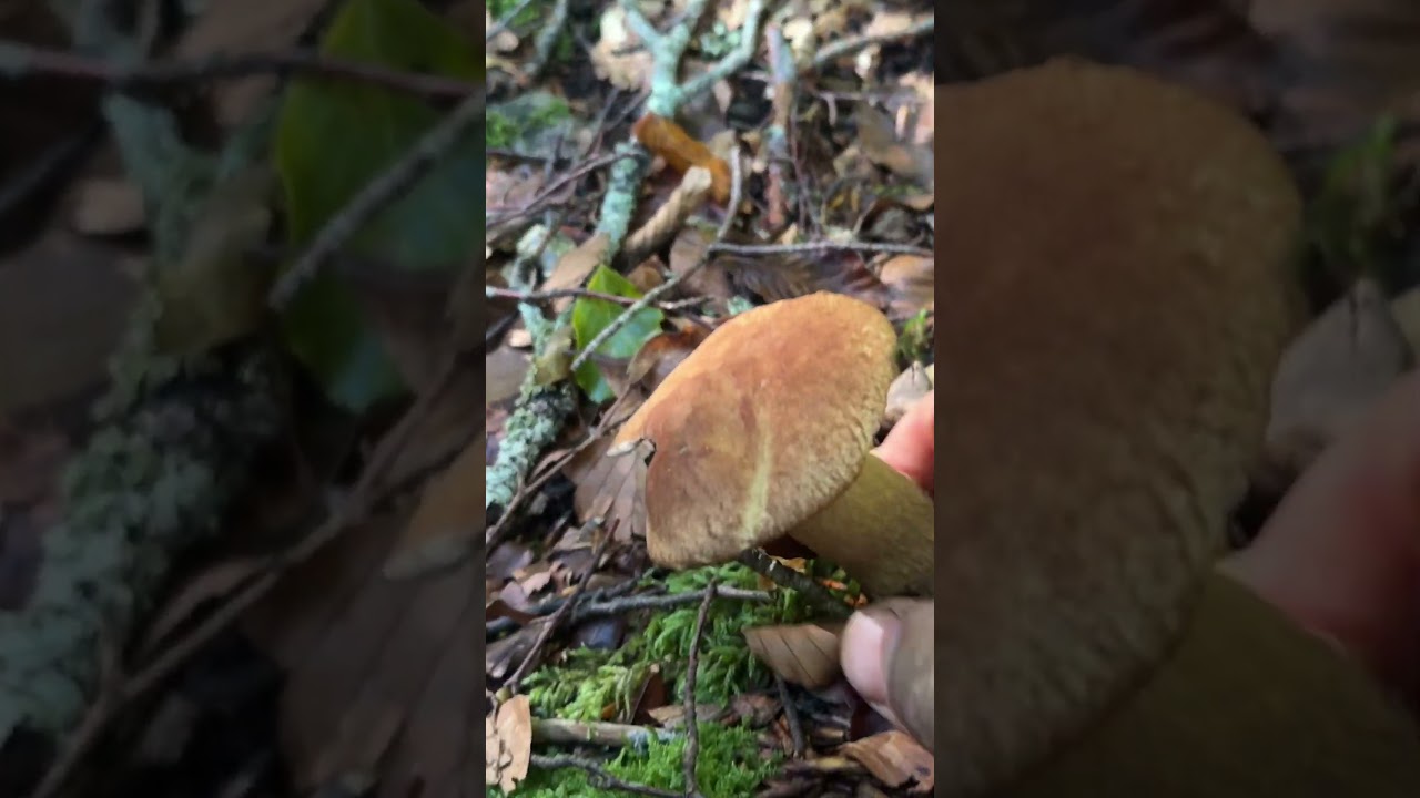 Il faggio non è facile ma …! 