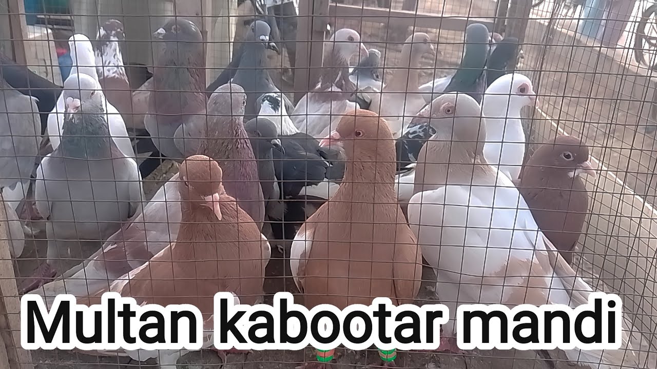 Multan kabutar mandi| today Multan kabootar mandi| multan birds market| Ch Junaid pegions| bird|