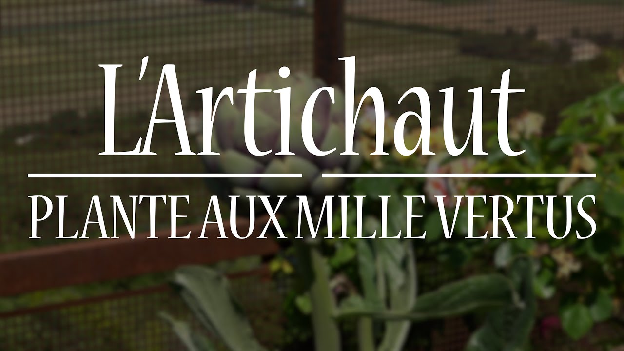 Artichaut, Plante aux Mille Vertus #herboristerie #santé