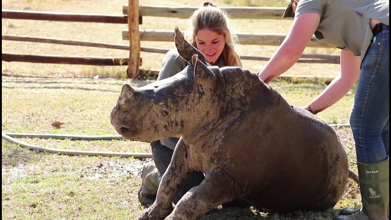 Baby rhino Zac gets his first mud bath!