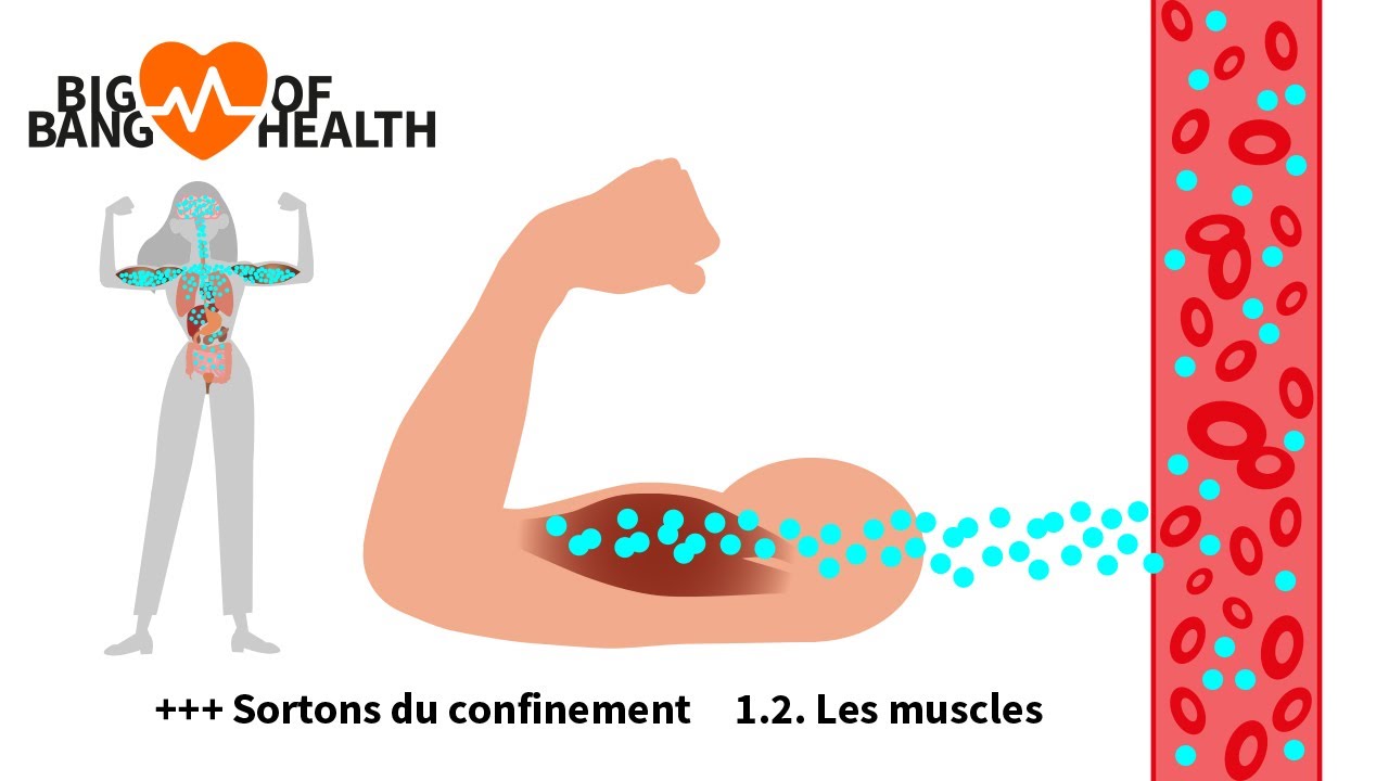 Big Bang of Health, Article 1.2 : Les muscles, la dynamo du système immunitaire
