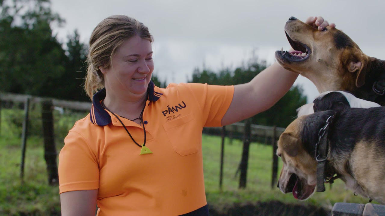 A Day in the Life of a Pāmu Livestock Farmer