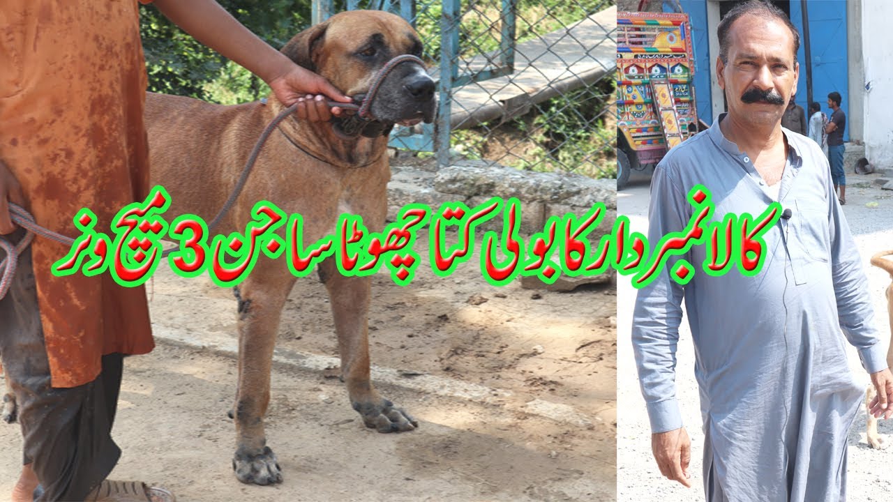 Rao Kala Numberdar ka Bully Kutta Chuta Sajan Top Quality Bully Dogs