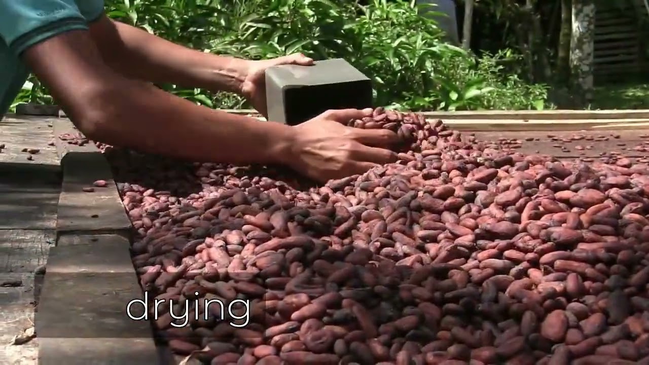 How Craft Chocolate is Made: The Complete Step-by-Step Process