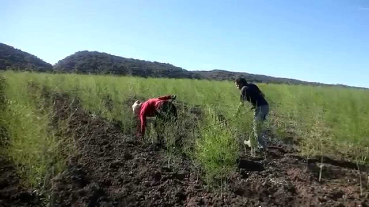 Proyecto esparragos
