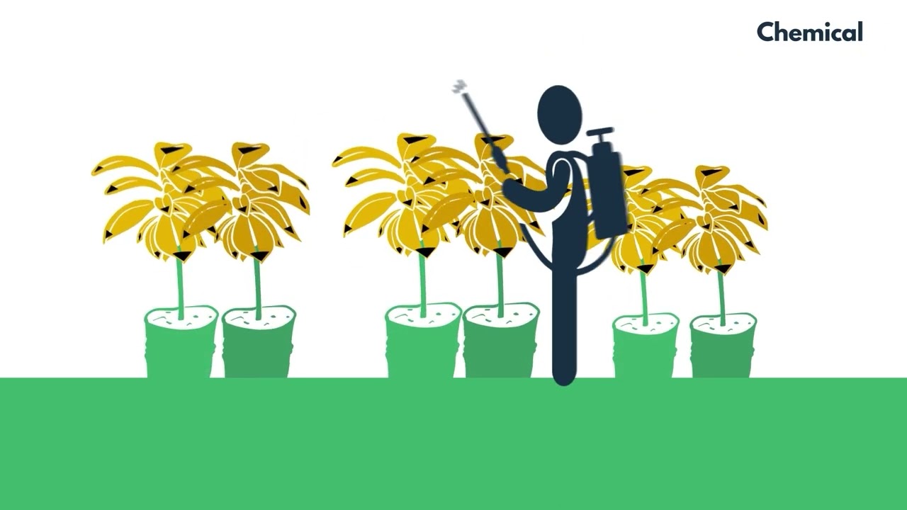 Video 4: Integrated pest management
