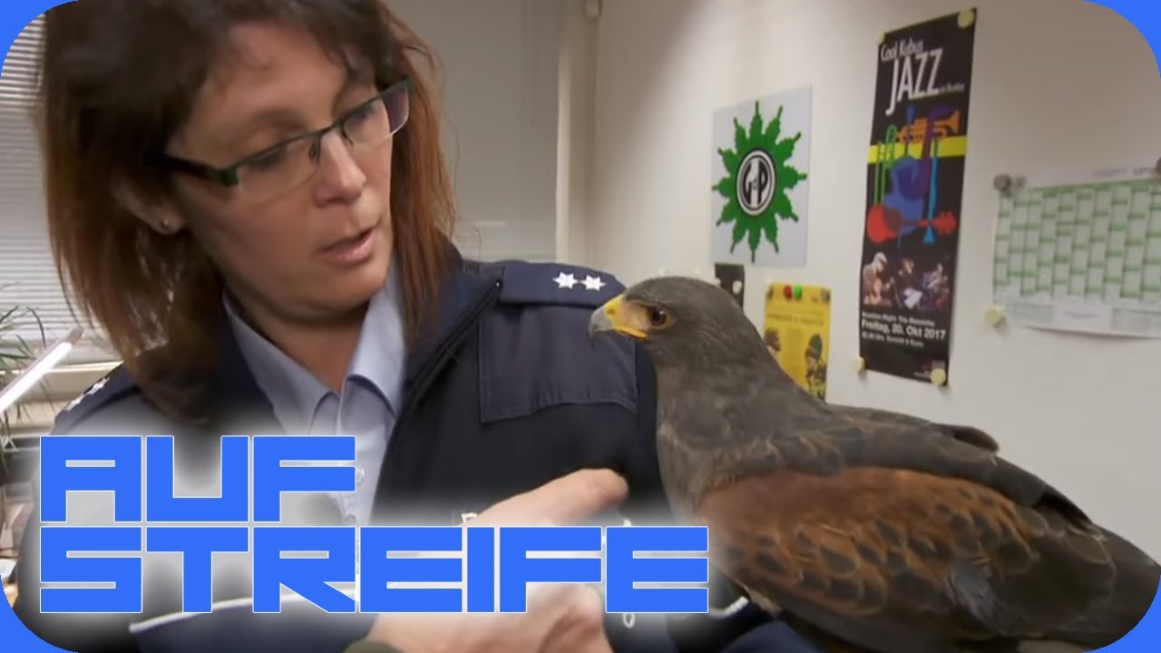 Greifvogel im Flug beschossen: Wer hat es auf den Falken abgesehen? | Auf Streife | SAT.1