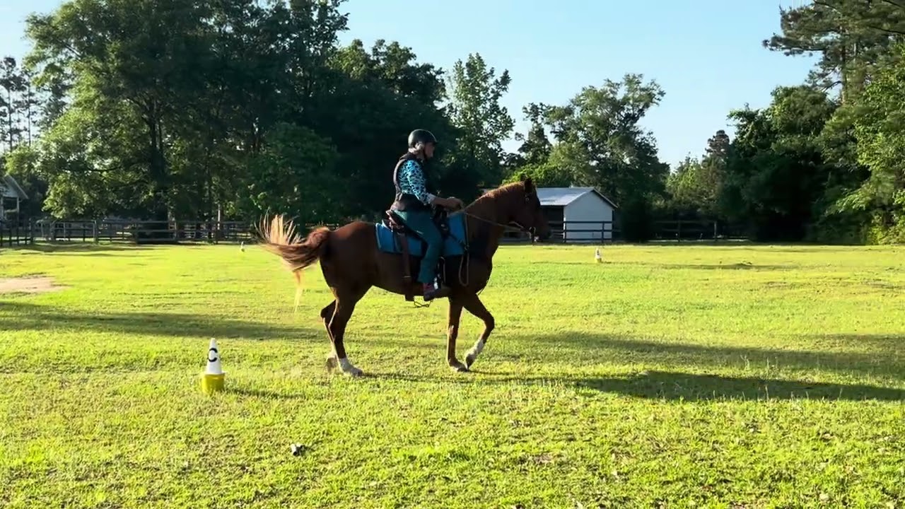 INT4  A Intro Test 4A Donna Fowler on Beau