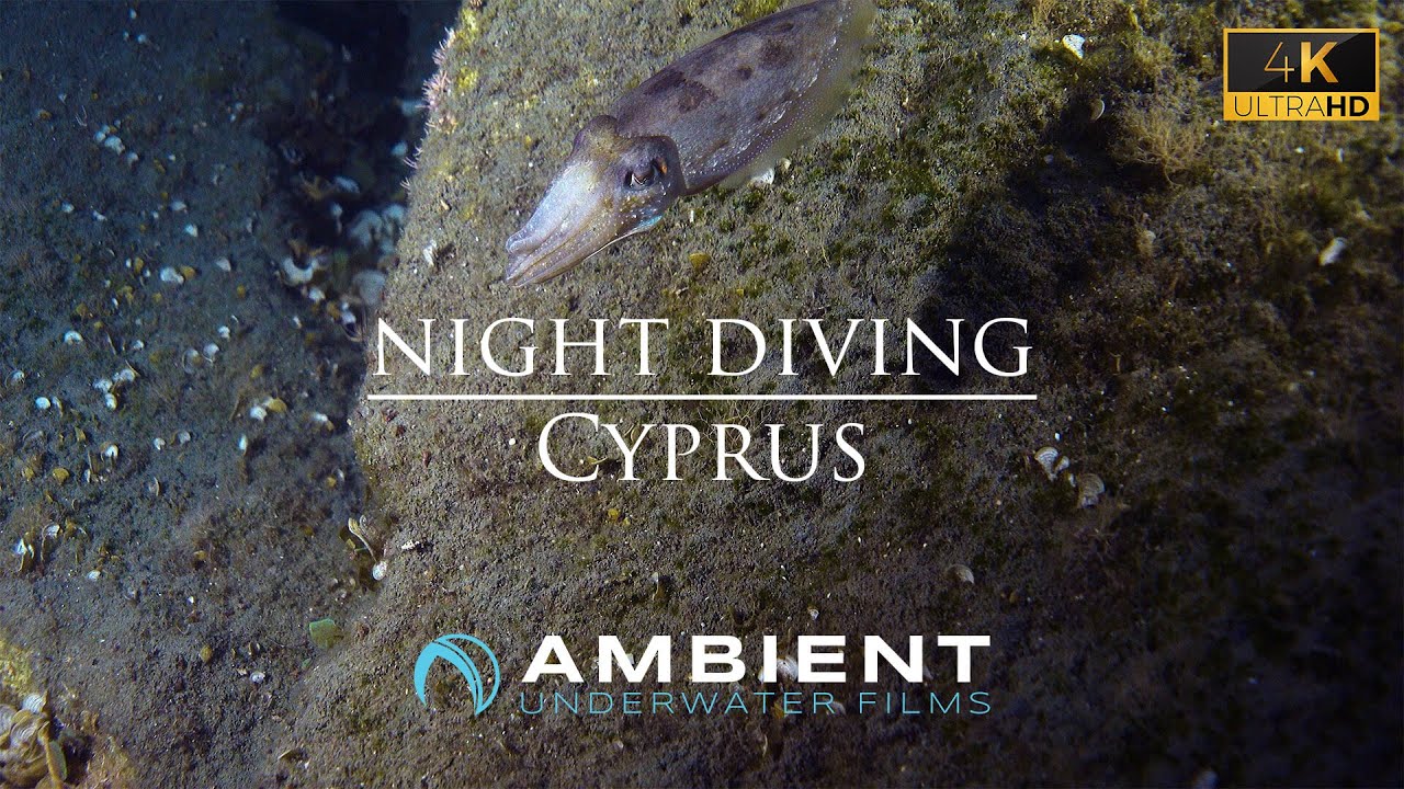 NIGHT SCUBA DIVING MEDITERRANEAN CYPRUS｜4K VIDEO