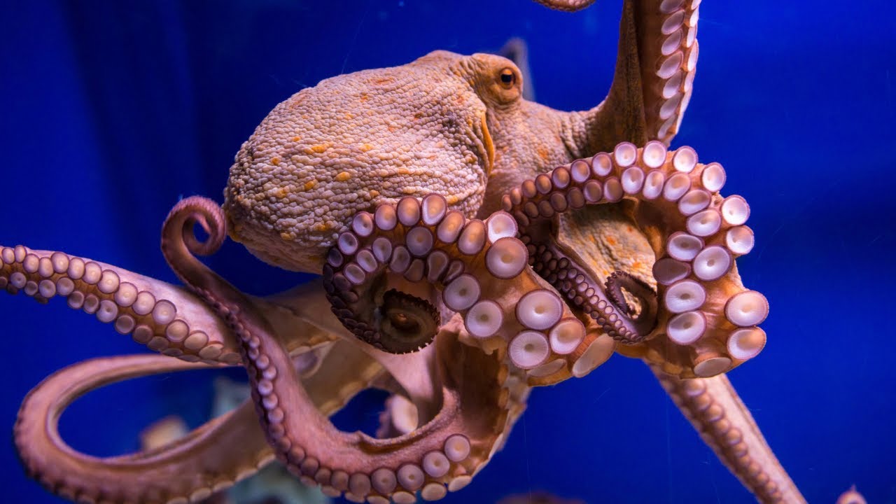 A Celebration of Cephalopods
