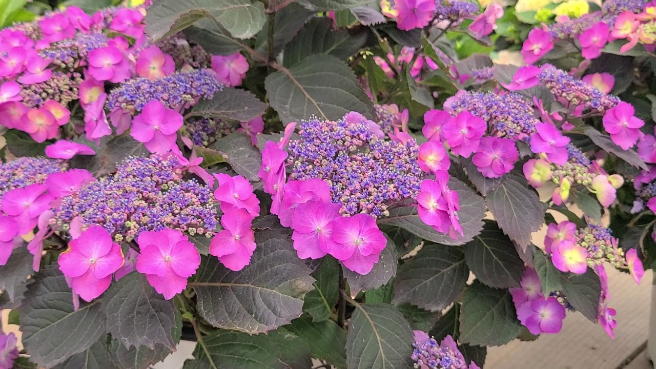 Hydrangea Tuff Stuff™/Cold Hardy,⭐Compact, FREE FLOWERING Lace Cap Hydrangea
