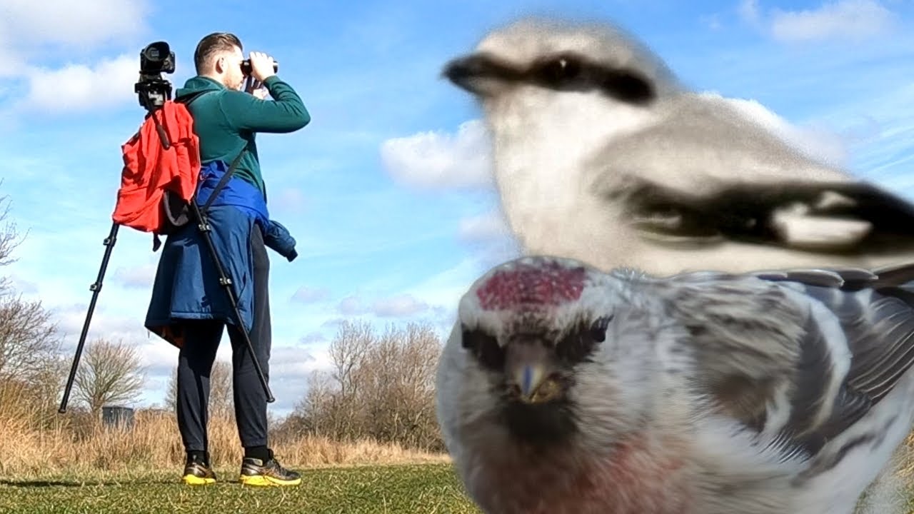 I tried to film as many RARE wintering birds as I could. This was the result...