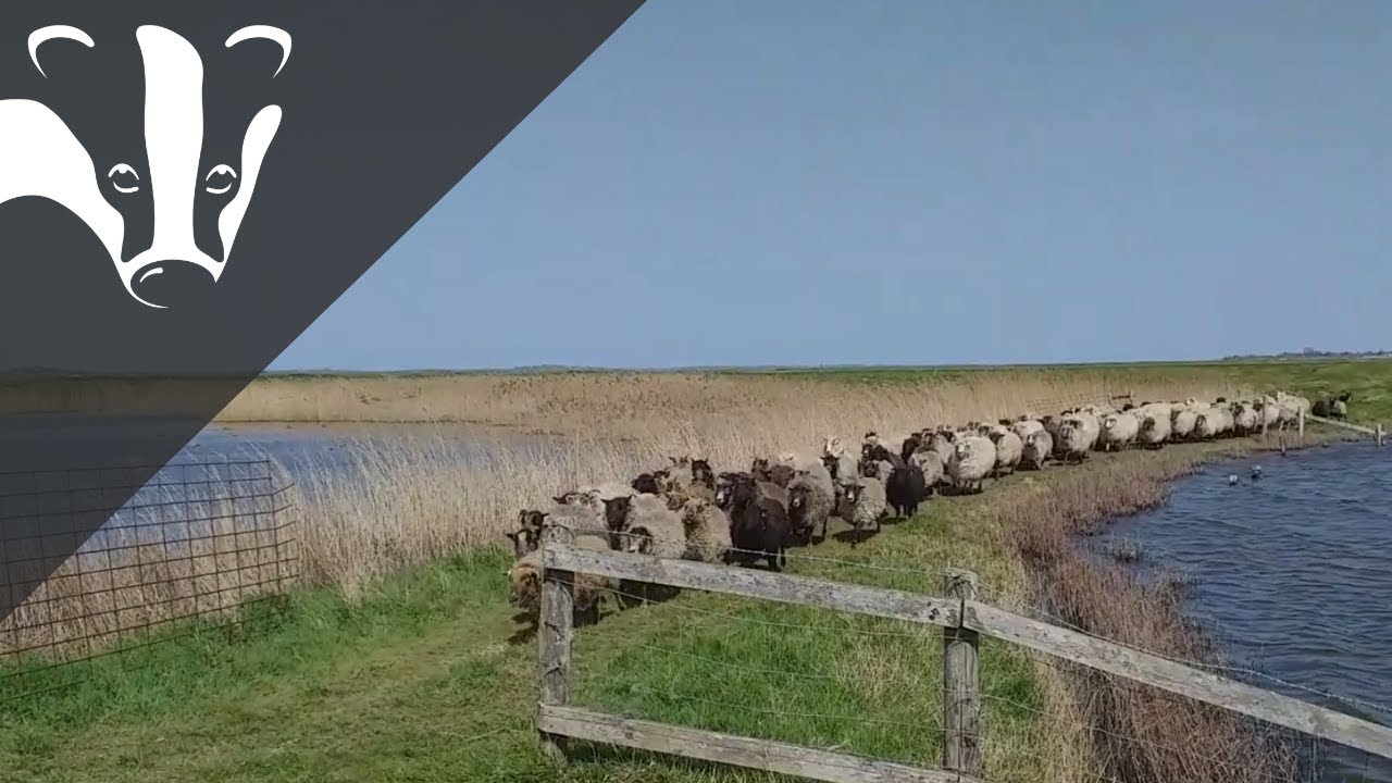 #EssexWildlifeTV