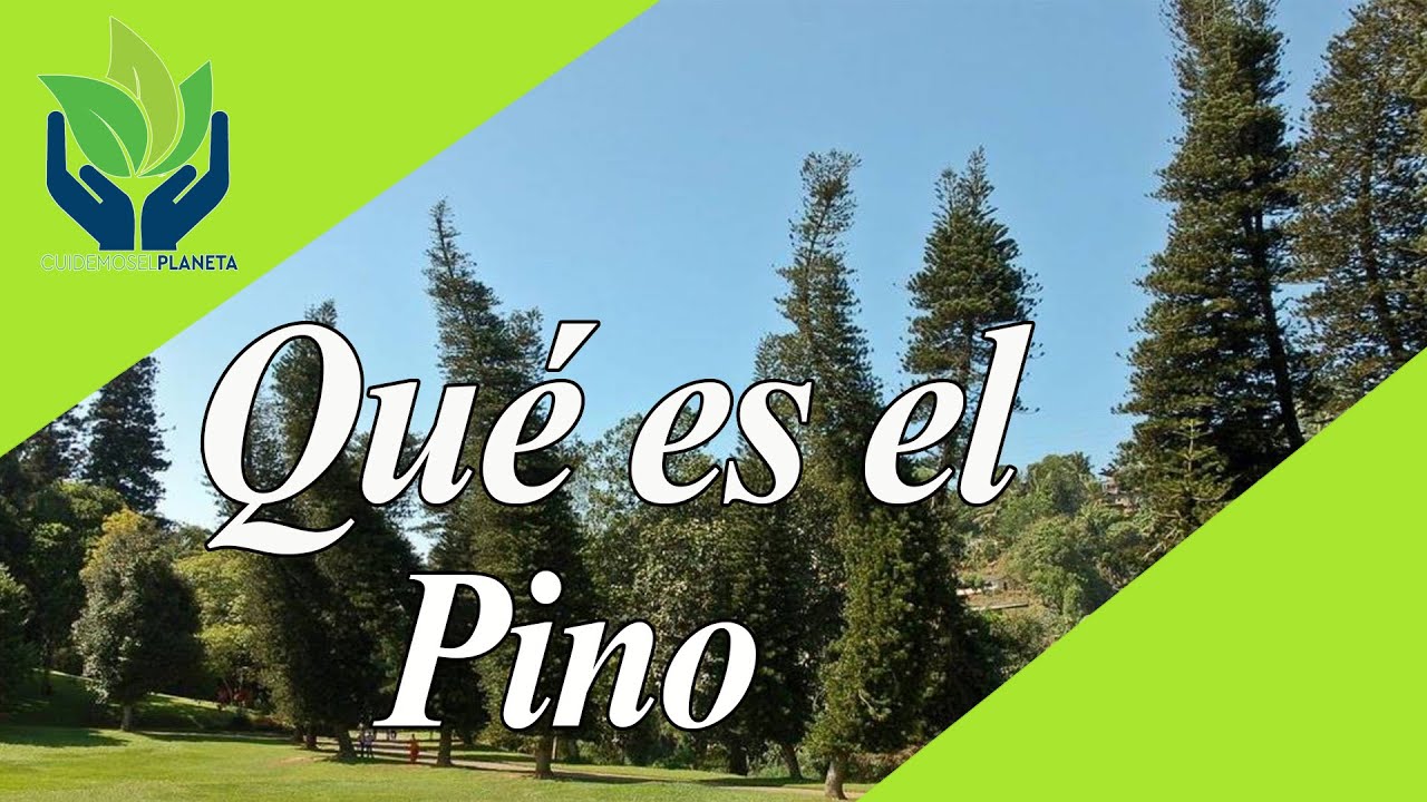 Pino: todo sobre este &Aacute;rbol incre&iacute;ble