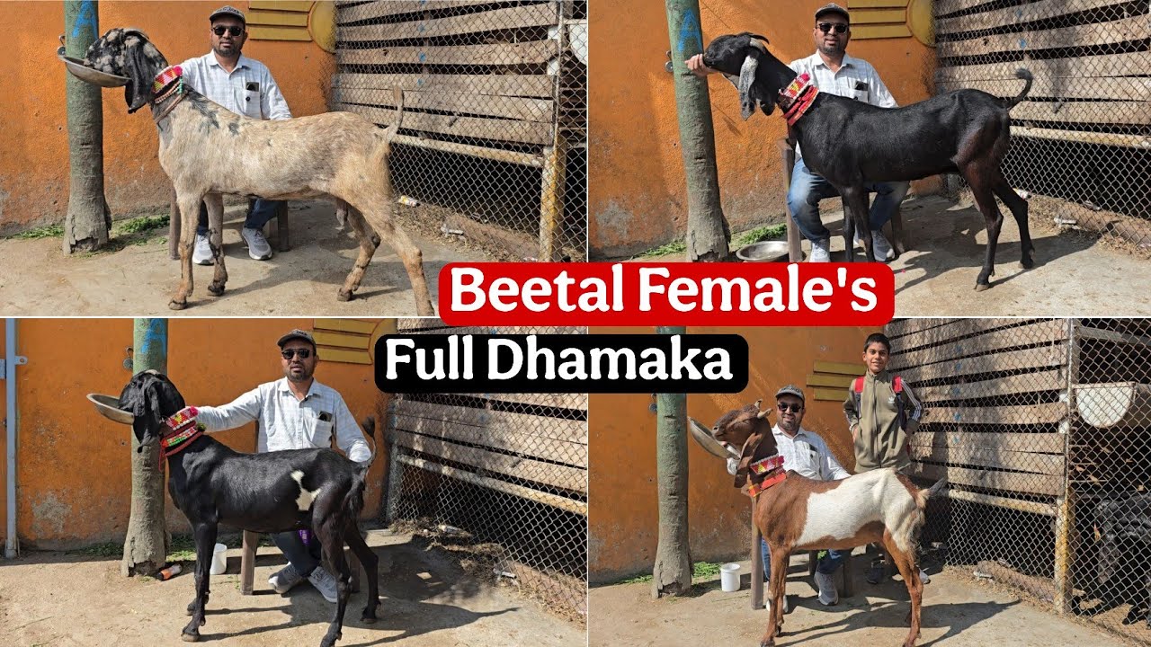 Quality Beetal Female's Super Dhamaka Offer at Jariwala goat farm Yeola Maharashtra 