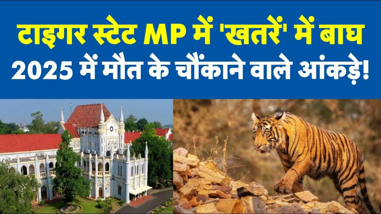 Tigers in danger in Tiger State MP, 54 dead in 2025, High Court issues notice to NTCA