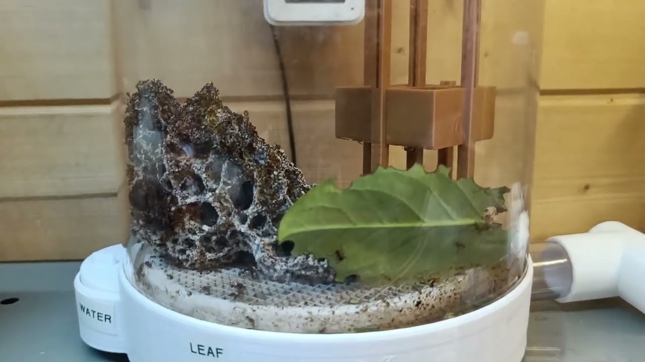 Leaf Cutters Update and 