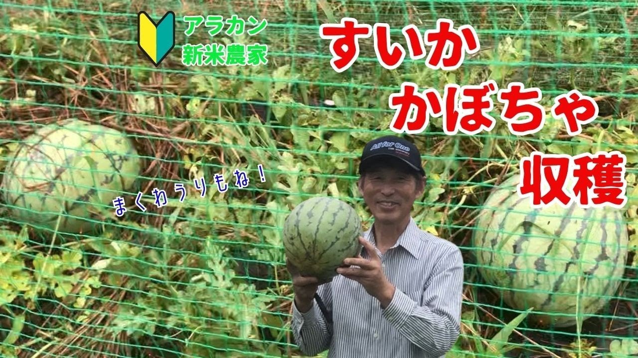 【すいか】【かぼちゃ】アラカン新米農家がすいか・かぼちゃを収穫しました！