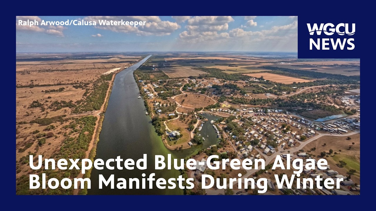 Unexpected Blue-Green Algae Bloom Manifests During Winter