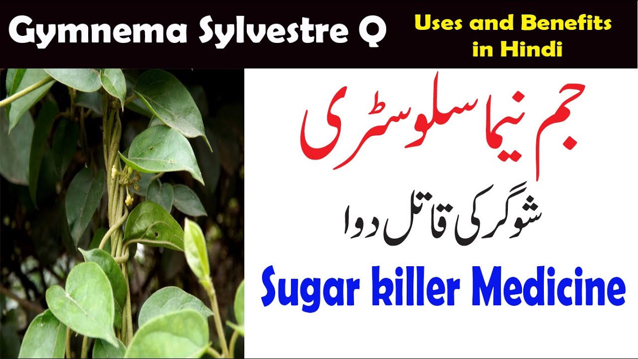 gymnema sylvestre Q uses in Homeopathy | Sugar ka ilaj | best Homeopathy medicine for sugar | Viral