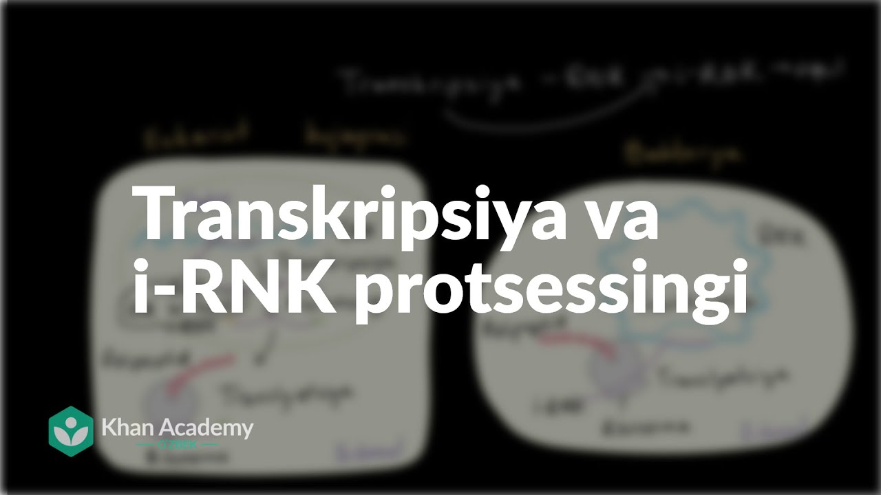 Transkripsiya va i-RNK protsessingi | Biologiya