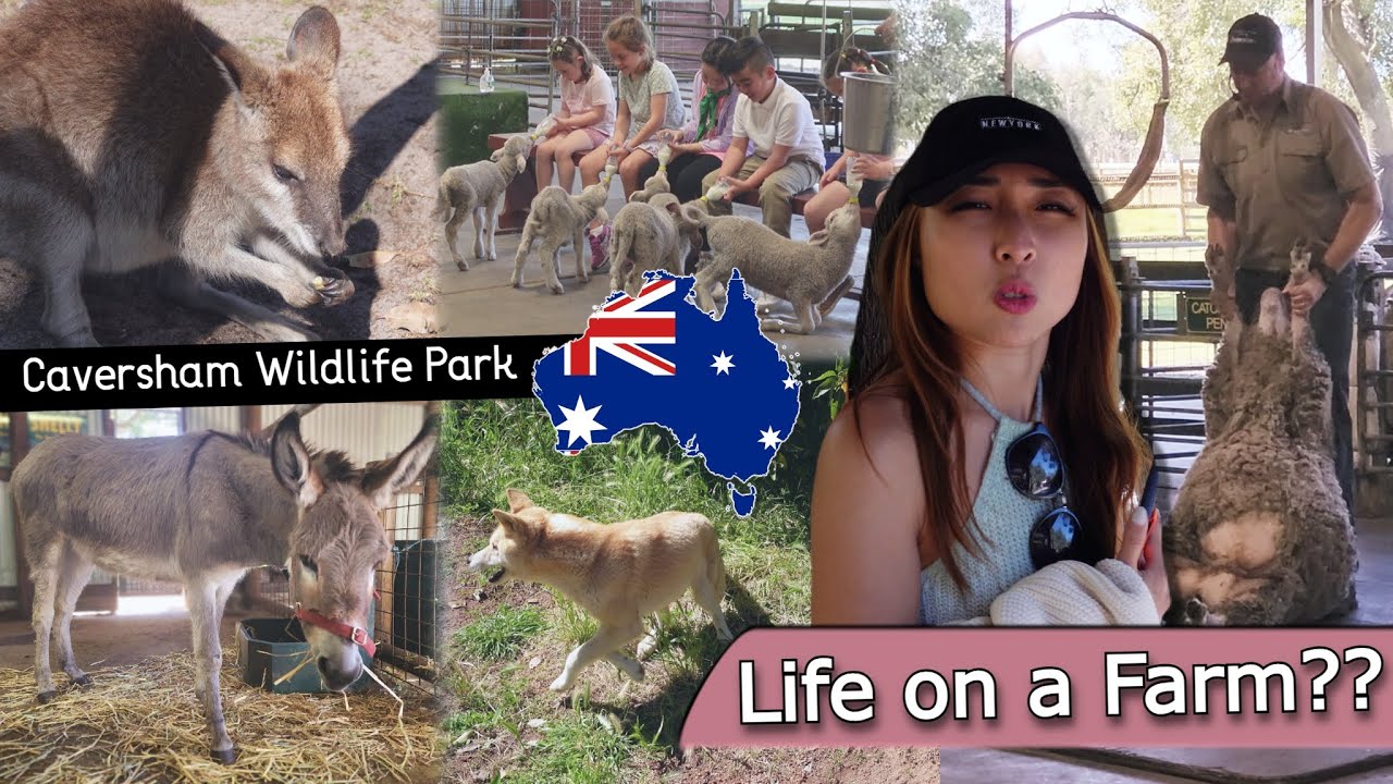 PERTH: Caversham Wildlife Park; INTERACTIVE Farm Show (Pt. 2) | Perth/WA | Vlog 68