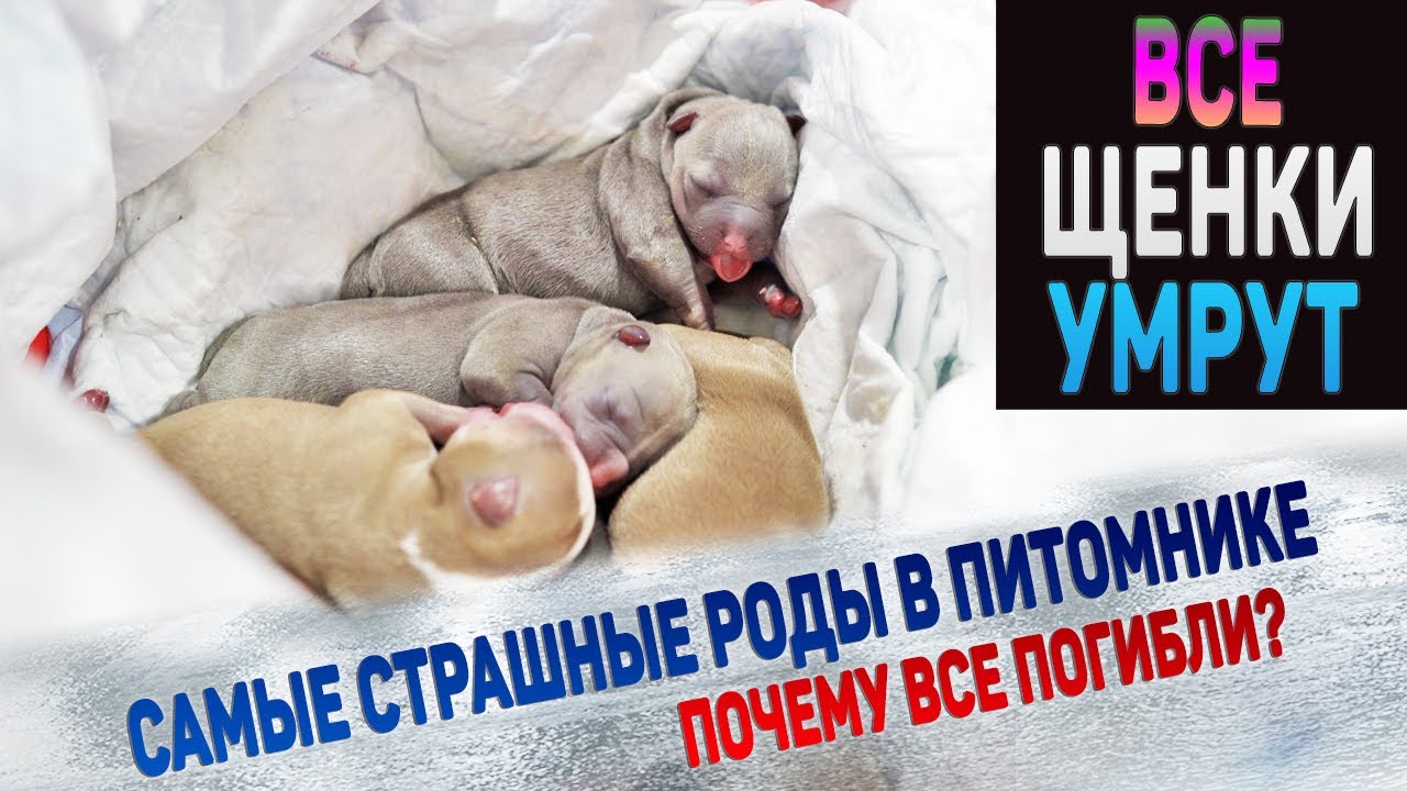 Все щенки погибнут... Жалко до слез!