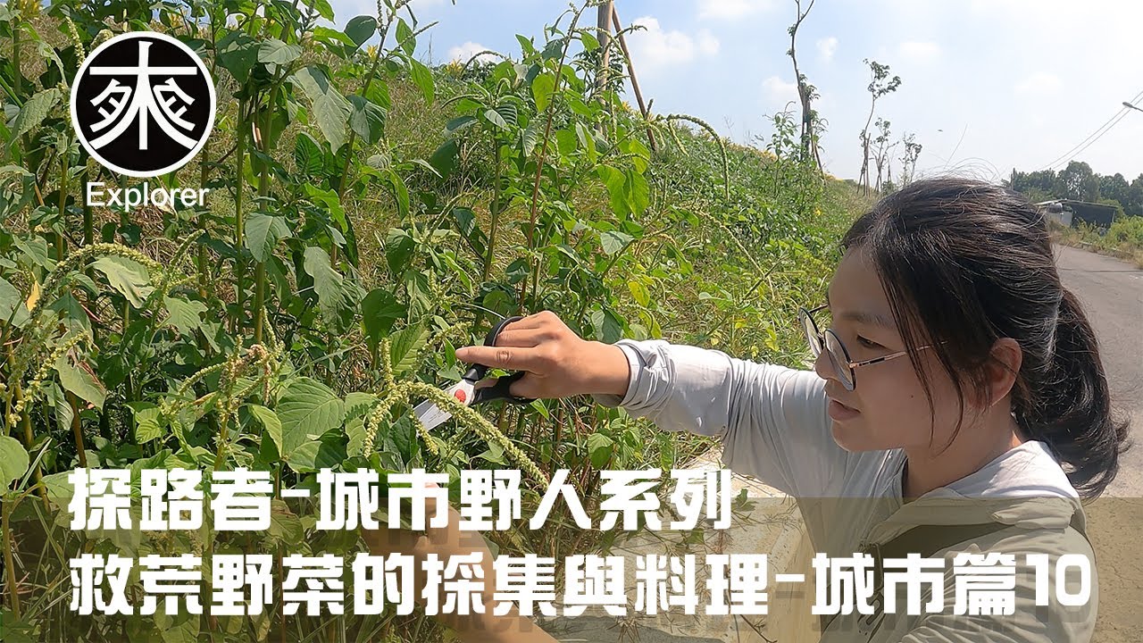 台灣野菜採集料理10，燈籠果(苦蘵)、刺莧、大花咸豐草(鬼針草)、構樹、毛西番蓮、牛筋、大飛揚草、馬齒莧、台灣欒樹、長柄菊、倒地鈴、龍葵、水丁香｜帶著老婆到堤坊邊採野菜｜救荒野菜城市篇10