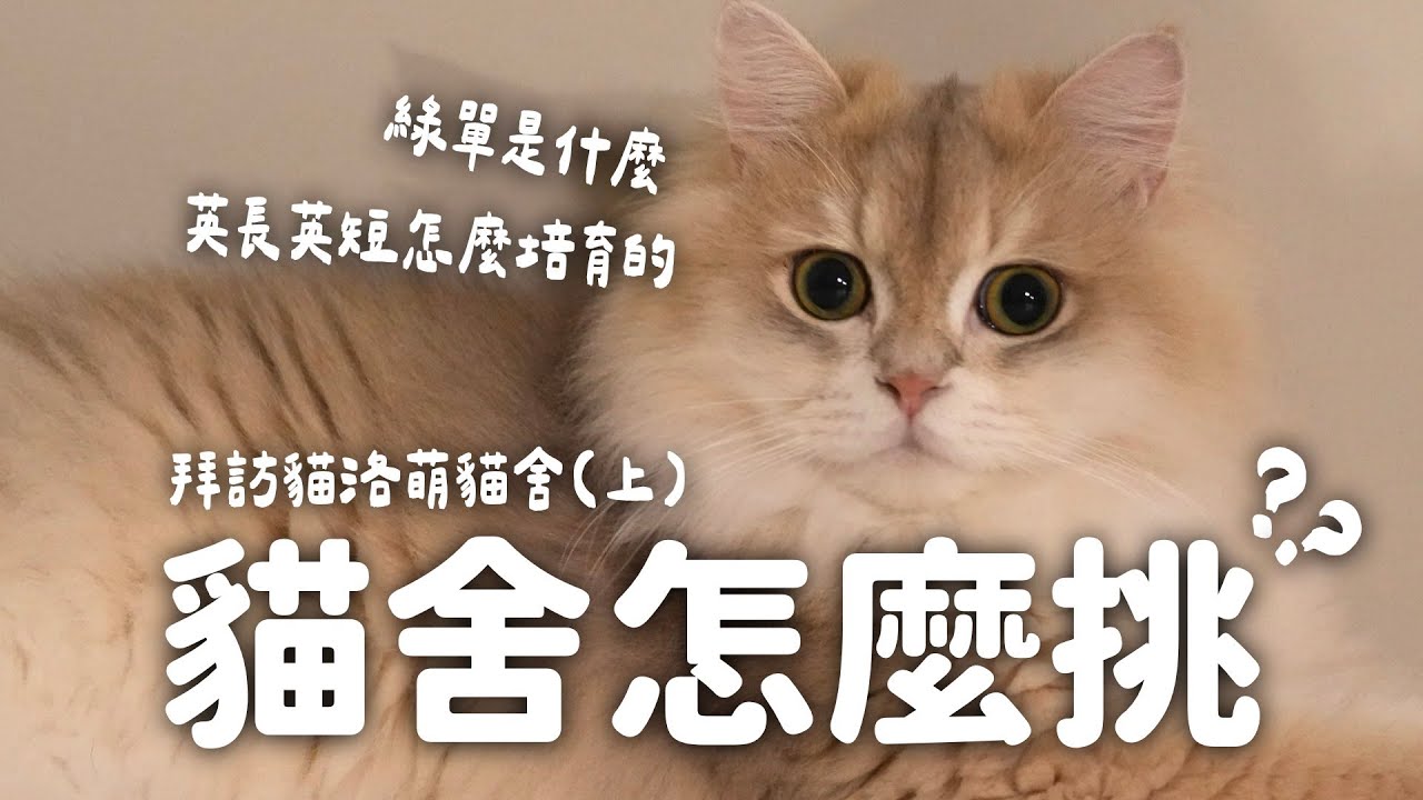 我想養英國短毛貓，怎麼挑選貓舍？綠單怎麼看？養品種貓該注意什麼？拜訪貓洛萌貓舍（上集）EP152