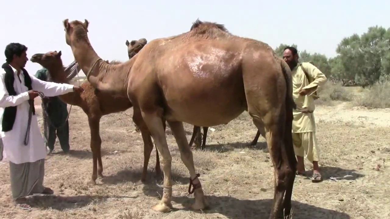 Thal Desert is Not Safe Camels suffer from diseases