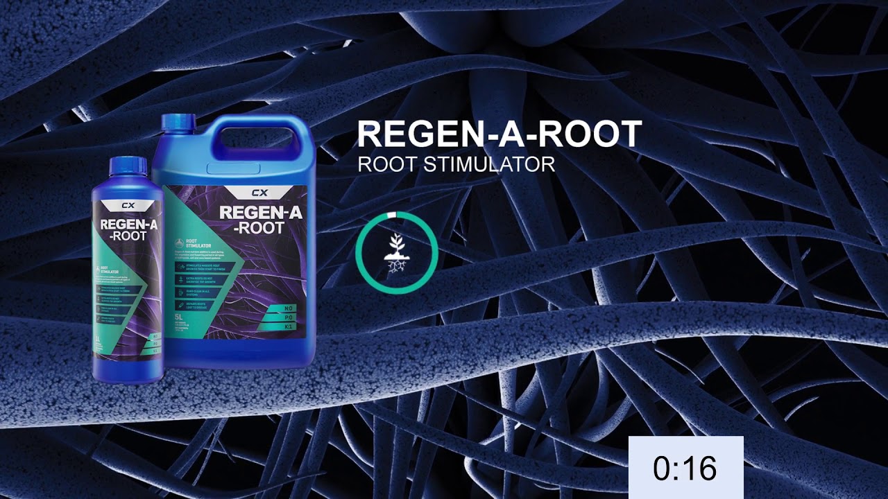 Regen A Root